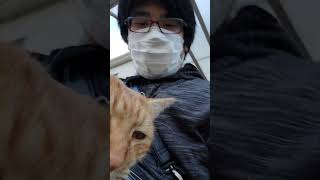 野良猫との戯れ93 #野良猫