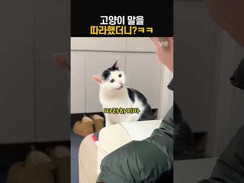 고양이 말을 따라했더니 냥이의 반응