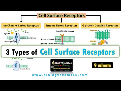 3 Types of Cell Surface Receptors|| Ion Channel Linked Receptors, Enzyme Linked Receptors and GPCR