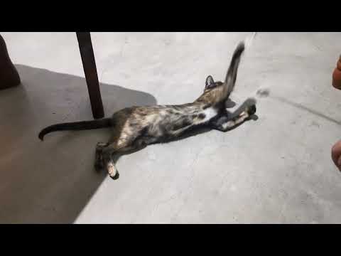 stray cat enjoy playing #shorts / how to gain the trust of a stray cat