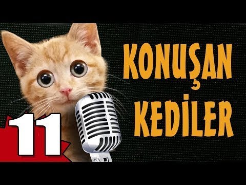 Konuşan Kediler 11   En Komik Kedi Videoları