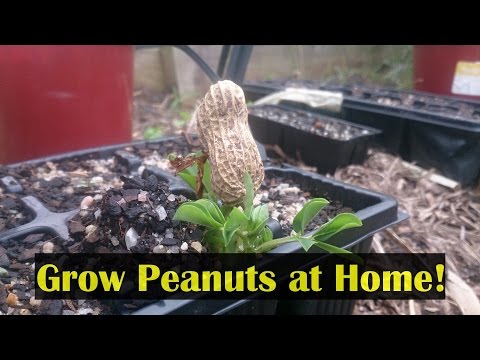 How to grow peanuts in the home