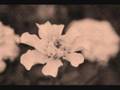Marigold - Devendra Banhart