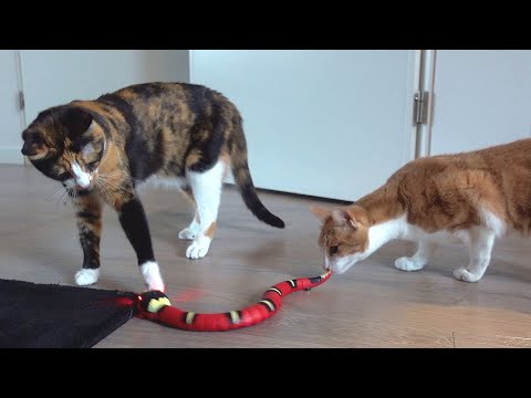 Moving Snake Toy For Cats - Mella & Maia Love It !