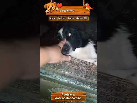 Vídeo de Bartolomeu
