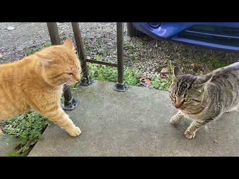 Outside male kitties like to yell at each other but never fight.