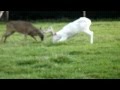 Two Bucks Fighting Alpha Breaks Up The Fight