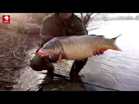 Winter Carp fishing Danube River by Jovan Ivošević