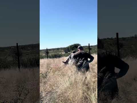 Namibia Jagd, Oryx auf 255 Meter , Namibia Hunting