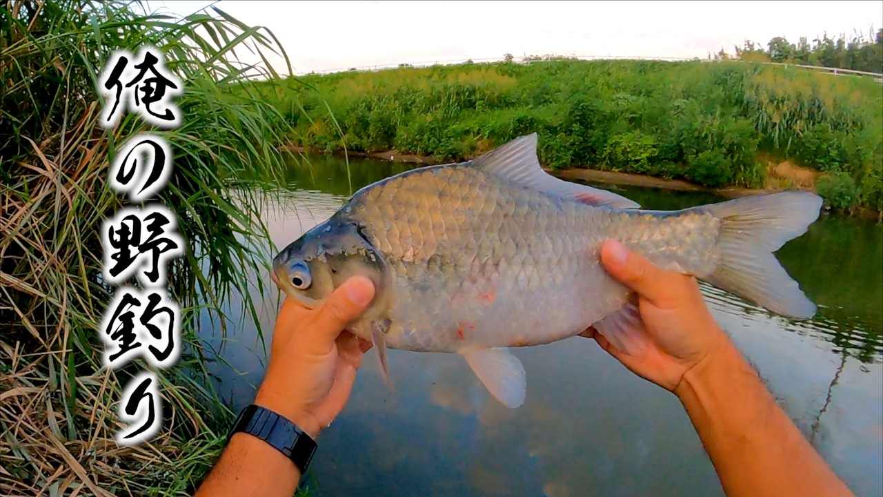 ようこそ！ヘラブナ釣り天国・千葉県へ