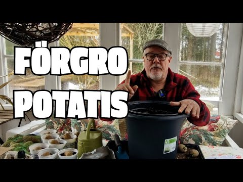 April - Fixa potatis till midsommar