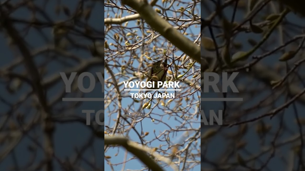 YouTube Short thumbnail