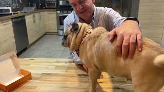 🔥 Cute Dog Collar with Bowtie Unboxing and Review! ✅  #productreview #unboxing