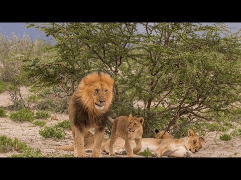 What Is a Lions Method Of Hunting | Animals Summary