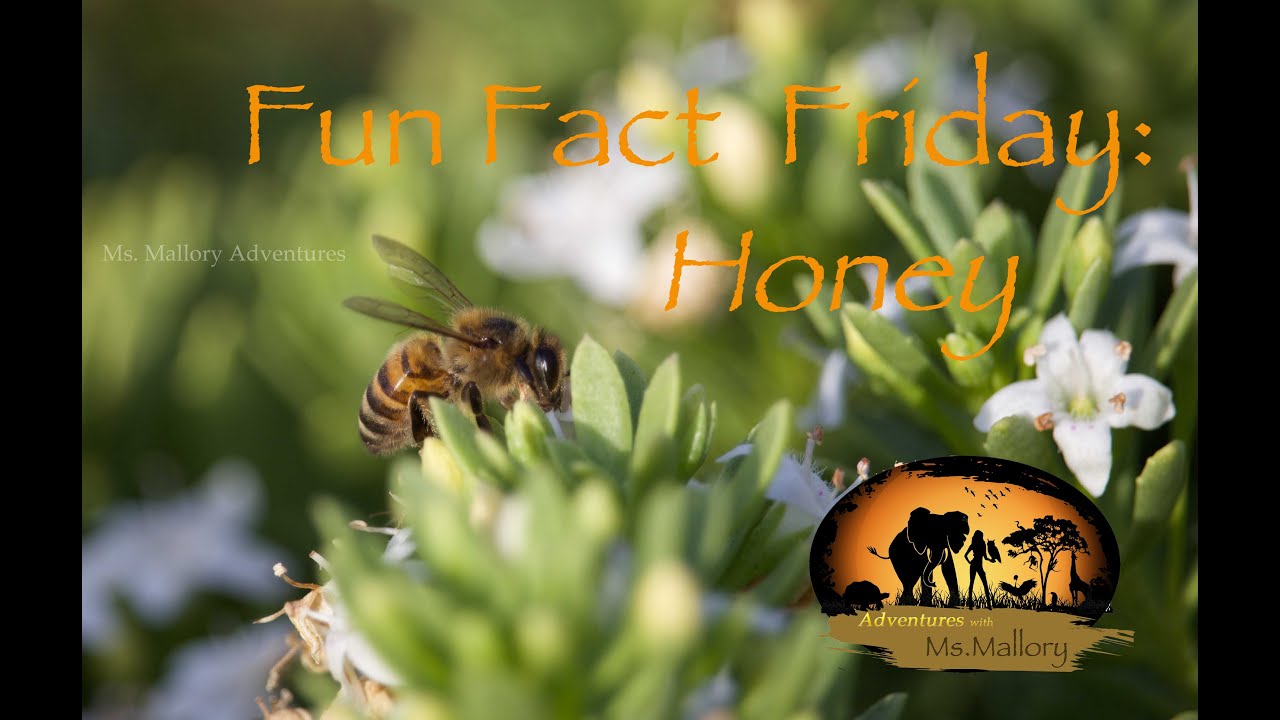 Fun Fact Friday: Honey