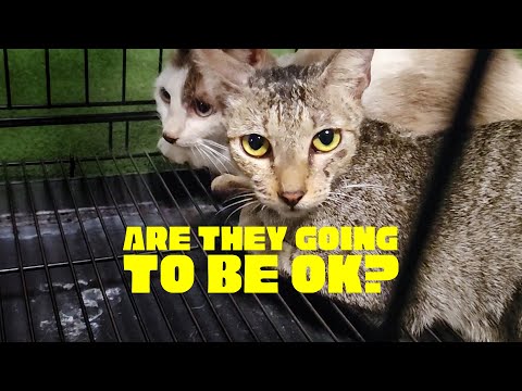 Free Cat Spay & 1st Dog Walk at the Mall