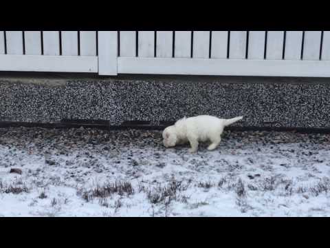 GirlPinkPinkCollar 7,5weeks a