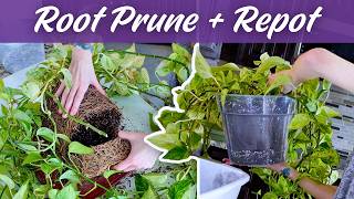 A Fresh Start 🌿 Repotting + Root Pruning My Plants