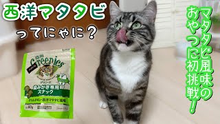 グリニーズマタタビ風味はいろんな意味で危険でした笑　足長マンチカンまる Munchkin cat