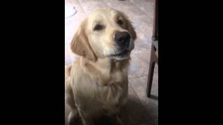 Golden Retriever: Orientgold River Song