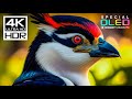 Amazing Cinematic 4K Videos With Music For Sleep 4K HDR Dolby Vision 60fps