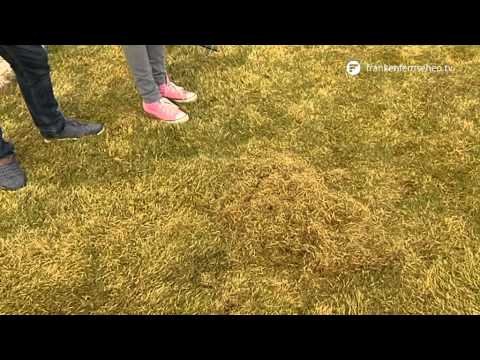 Rasenpflege im Frühjahr - Blatt und Blüte Tipp der Gartenwelt Dauchenbeck