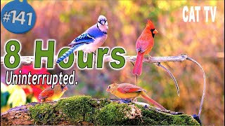 TV for Cats 😻 8 Hours No Ads Birds 🐦 Squirrels 🐿Singing Songbirds Uninterrupted CatTV