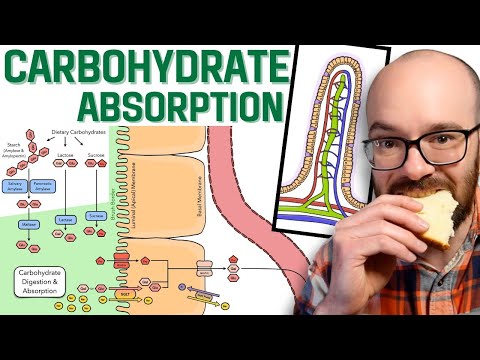Carbohydrate Digestion & Absorption