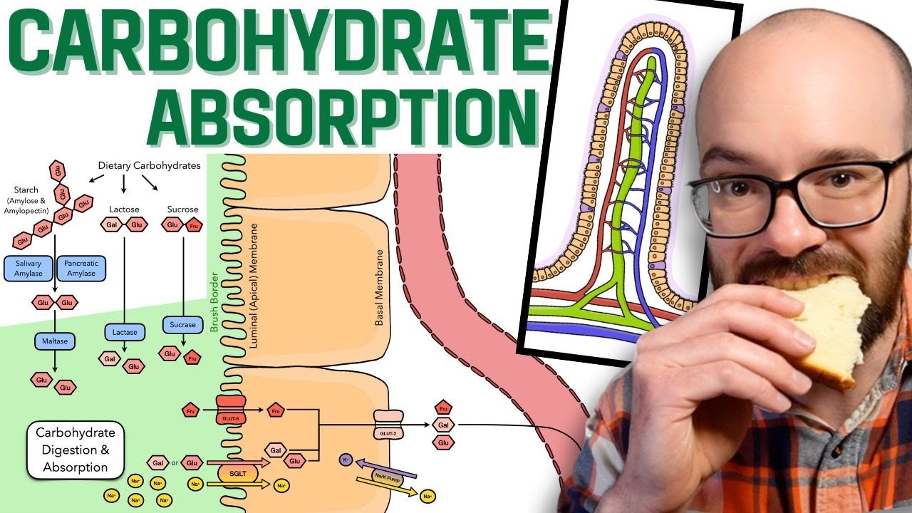 Carbohydrate Digestion & Absorption