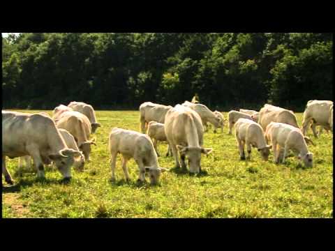 Presentation Krasnodar Region