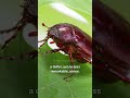 The Buzz You Can't Ignore: The Captivating World of June Bugs