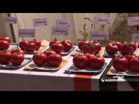 Evo kako je bilo na Danu polja kompanije „Pro Seed“ u Navalinu!