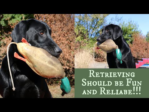 Labrador Retriever Training - Force Fetch vs Inductive Retrieve