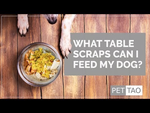 What Table Scraps Can I Feed My Dog? - PET | TAO Holistic Pet Products