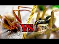 Wolf Spider VS Brown Recluse How To Spot The Difference