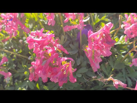 natürlich Lausitz: Der Hohle Lerchensporn - LAUSITZWELLE