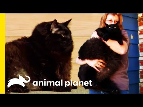 Why Is This Cat So Overweight?! | Cats 101