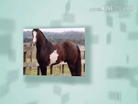 top 10 cavalos crioulo🐴