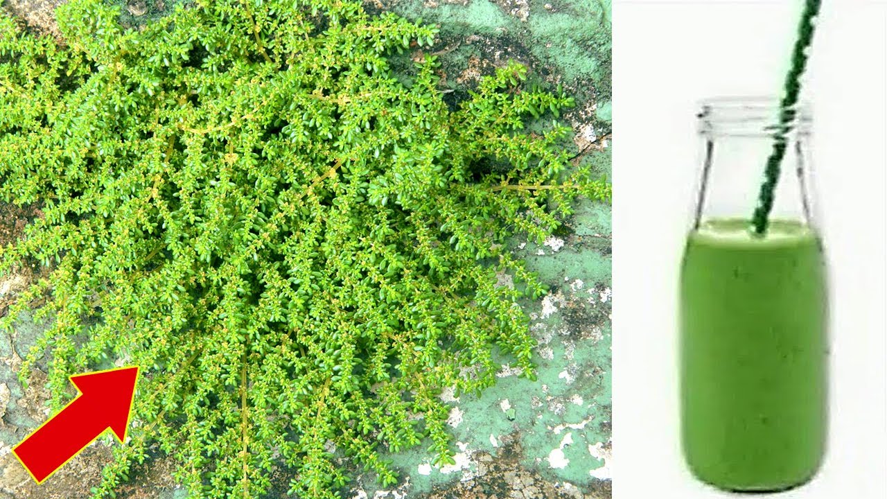 Just 1 leaf of this plant destroys more diseases than medicine (Do you have it at home?)