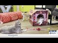 Tyler Cat Rescue Operates Over Capacity Amid Stray Population Crisis