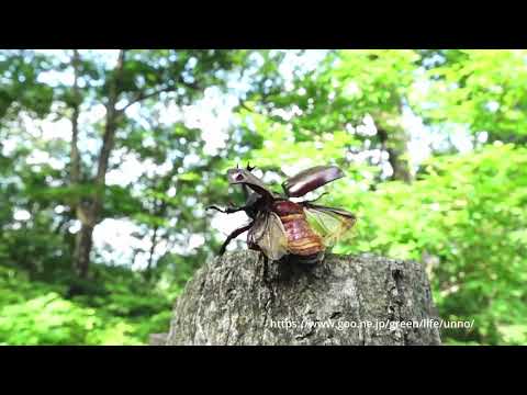 カブトムシの飛翔