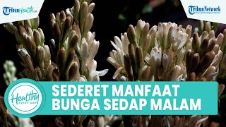 Unik! Inilah Sederet Manfaat Tanaman Bunga Sedap Malam untuk Kesehatan Tubuh: Hilangkan Bau Badan
