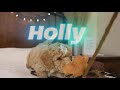 Goldendoodle dogs for sale: Holly - Video 1