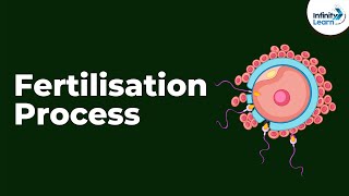 Fertilisation Process | Reproduction in Animals | Don't Memorise
