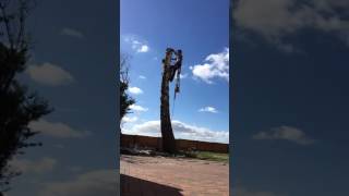 Dead Silver Birch