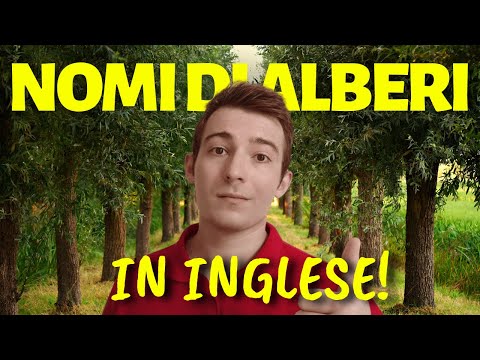 NOMI di ALBERI in Inglese