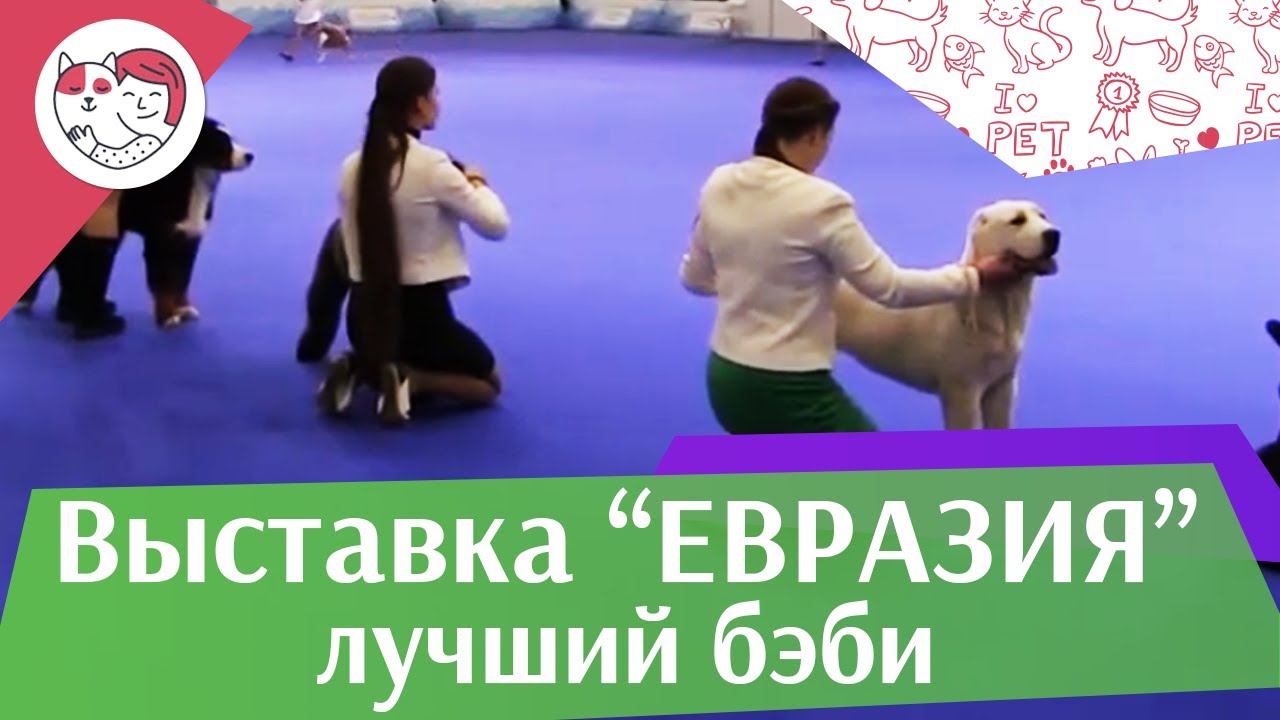 Best in show Лучший бэби 19 03 17 на Евразии ilikepet