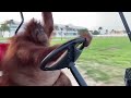 Orangutan drives golf cart while listening to Kavinsky