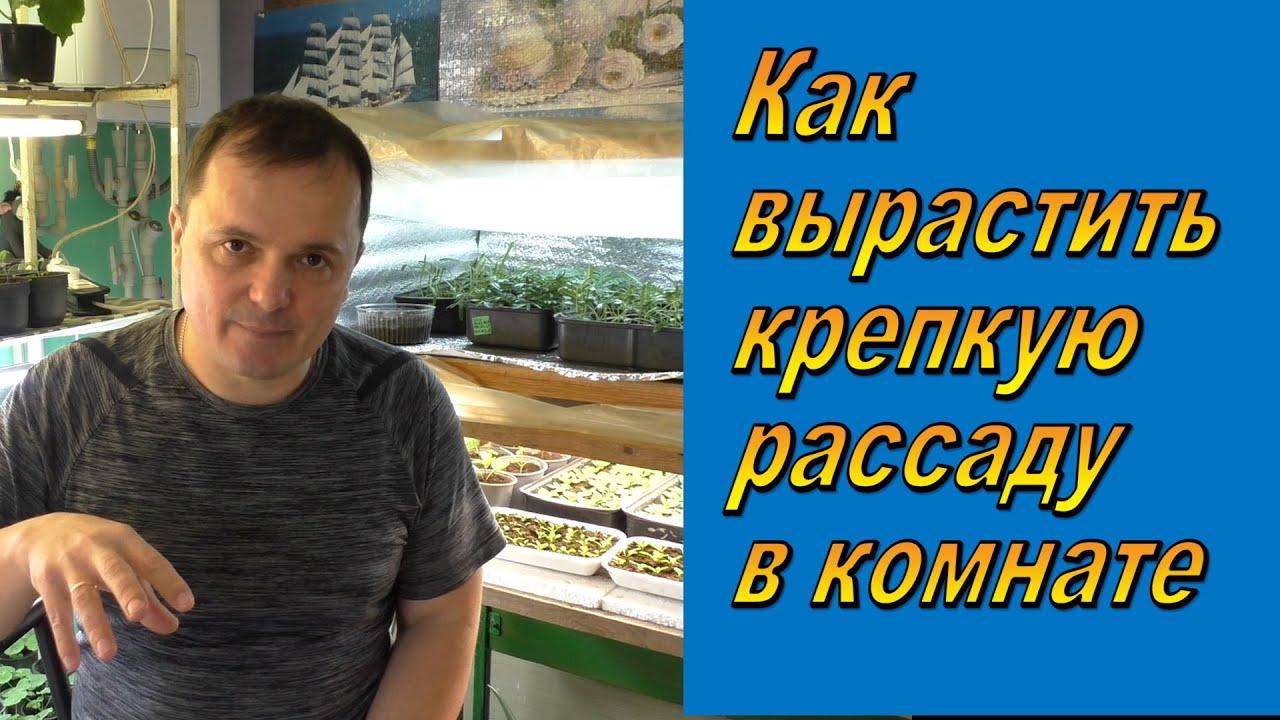 Рассада в комнате не будет вытягиваться или, как вырастить крепкую рассаду.