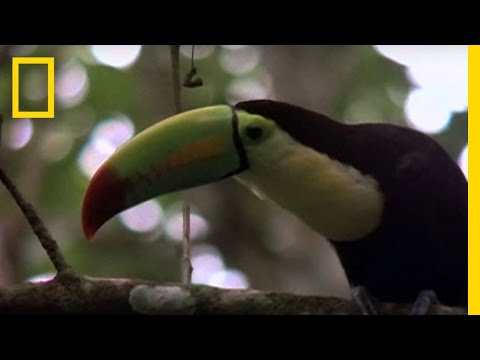 Birds of Paradise - Toucan | National Geographic
